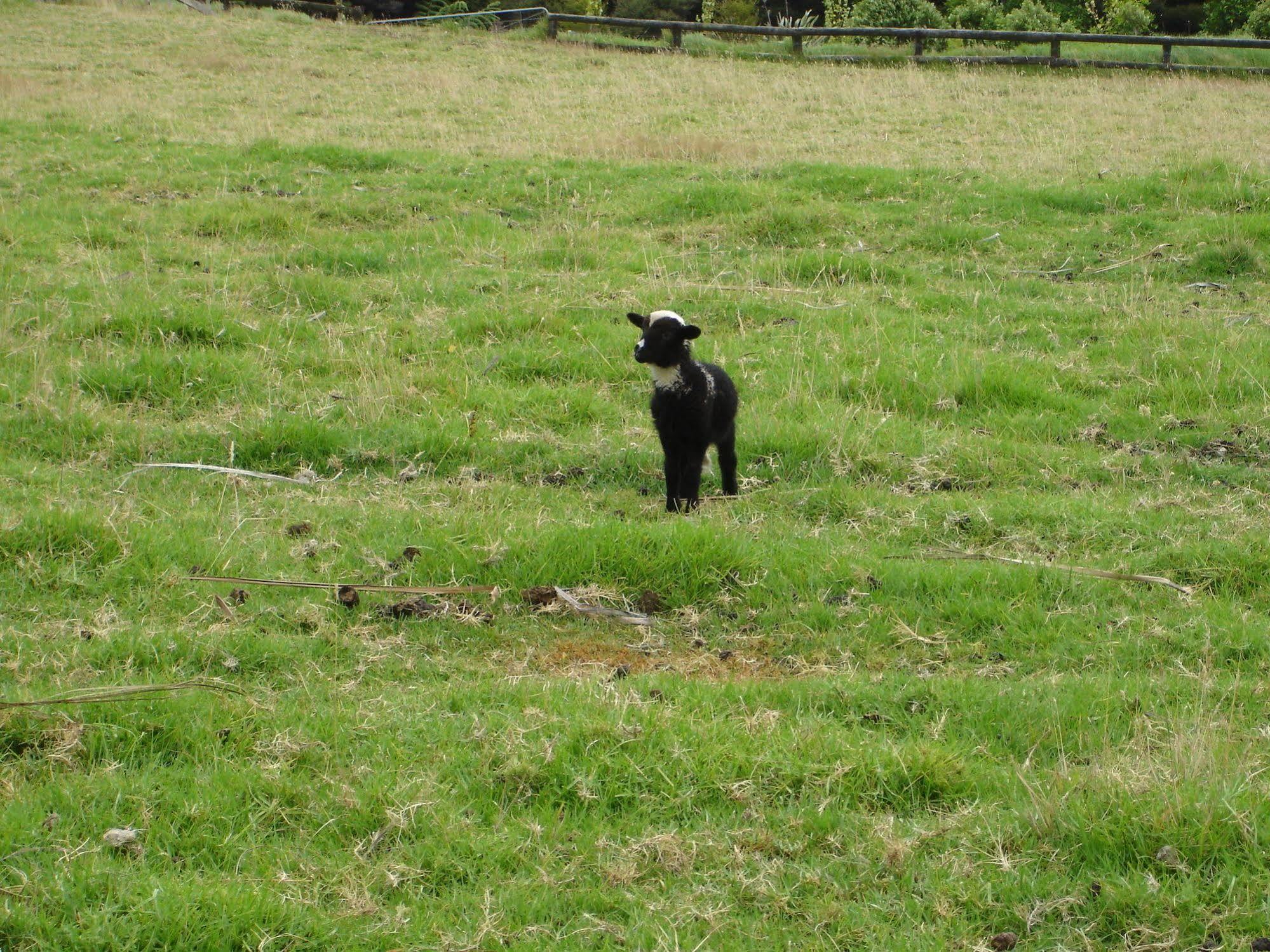 Country Homestead At Black Sheep Farm Waipu Exterior photo